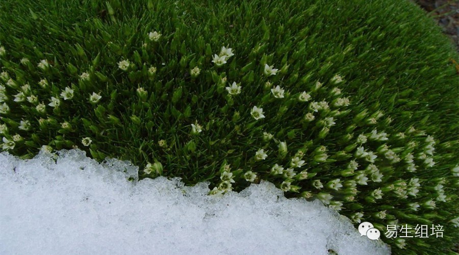 山居雪灵芝的组培技术研究